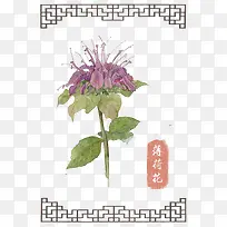 手绘薄荷花-空若网 手绘薄荷花-空若网