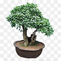 桂花小树-空若网 桂花小树-空若网