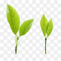 ��ɫС��-������