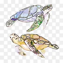水彩海龟-空若网 水彩海龟-空若网