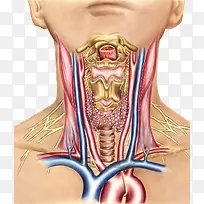 甲状腺内分泌系统-空若网 甲状腺内分泌系统-空若网
