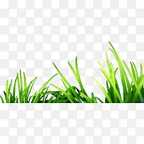 ÂÌɫïʢµÄС²Ý-¿ÕÈôÍø ÂÌɫïʢµÄС²Ý-¿ÕÈôÍø