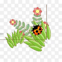 瓢虫草花-空若网 瓢虫草花-空若网