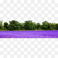 ����޹�²ݻ���-������