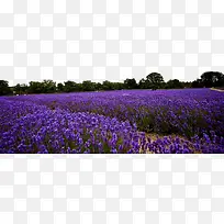 ޹�²ݻ�������-������