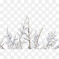 结冰的树枝-空若网 结冰的树枝-空若网