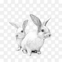 白色兔子-空若网 白色兔子-空若网
