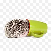 刺猬钻进了倒下来的杯子-空若网 刺猬钻进了倒下来的杯子-空若网