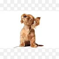 听音乐的可爱小狗壁纸-空若网 听音乐的可爱小狗壁纸-空若网