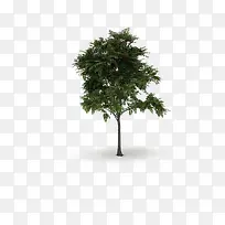 景观前景树-空若网 景观前景树-空若网