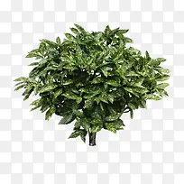 景观前景树-空若网 景观前景树-空若网