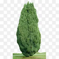 景观树-空若网 景观树-空若网