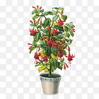 �廭��-������