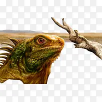 ��ԭ������͸ɿݵĲݵ���֦-������