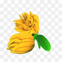 佛手柑素材免抠素材-空若网 佛手柑素材免抠素材-空若网