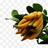 佛手柑免抠素材免费素材-空若网 佛手柑免抠素材免费素材-空若网