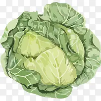 手绘绿色卷心菜-空若网 手绘绿色卷心菜-空若网