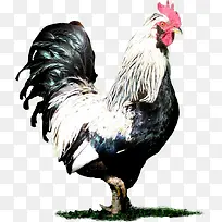 手绘公鸡-空若网 手绘公鸡-空若网