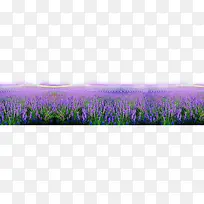 紫色薰衣草背景-空若网 紫色薰衣草背景-空若网