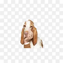 狗头-空若网 狗头-空若网