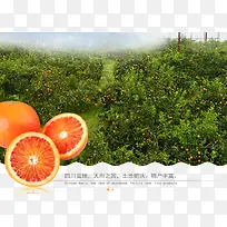 水果果园背景-空若网 水果果园背景-空若网