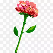 ֲ�ﾥ�������������-������