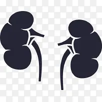 泌尿系统-空若网 泌尿系统-空若网