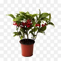 ���Թ����ز�-������