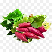 实物新鲜绿色红薯-空若网 实物新鲜绿色红薯-空若网