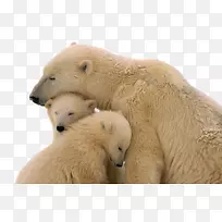 facebook熊网络横幅按钮-雪熊-空若网 facebook熊网络横幅按钮-雪熊-空若网