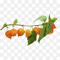 �������֦-������