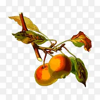 ��֦�ϵĹ���-������