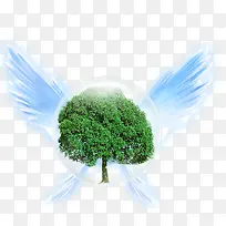 翅膀气泡植物-空若网 翅膀气泡植物-空若网