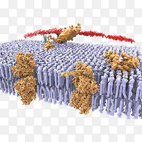 ���嵰���ʽṹ-������