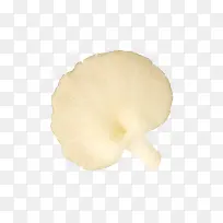 一颗白色的凤尾菇-空若网 一颗白色的凤尾菇-空若网