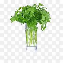 杯子里的香菜-空若网 杯子里的香菜-空若网