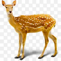 �ɰ�����÷��¹����-������