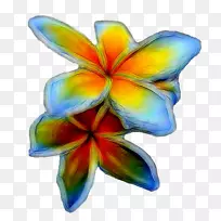 开花植物花瓣对称-空若网 开花植物花瓣对称-空若网