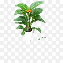 开花的植物-空若网 开花的植物-空若网