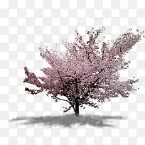 高清摄影在春天开花的桃树-空若网 高清摄影在春天开花的桃树-空若网