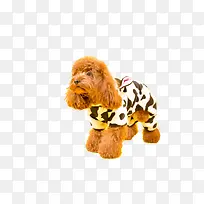 �ɰ���̩��Ȯ-������