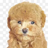 可爱泰迪犬-空若网 可爱泰迪犬-空若网