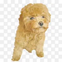 可爱泰迪犬-空若网 可爱泰迪犬-空若网