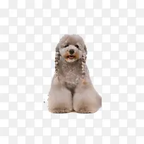 �ɰ�̩��Ȯ-������