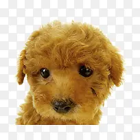 可怜的泰迪幼犬-空若网 可怜的泰迪幼犬-空若网