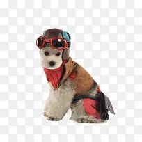 可爱泰迪犬-空若网 可爱泰迪犬-空若网