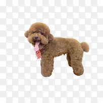 �ɰ�̩��Ȯ-������