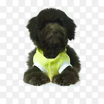 黑色泰迪直毛幼犬-空若网 黑色泰迪直毛幼犬-空若网