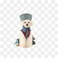 可爱泰迪犬-空若网 可爱泰迪犬-空若网