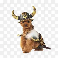 可爱泰迪犬-空若网 可爱泰迪犬-空若网